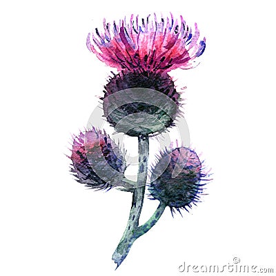 Agrimony, bur buds and flowers, burdock head isolated, watercolor illustration on white Cartoon Illustration