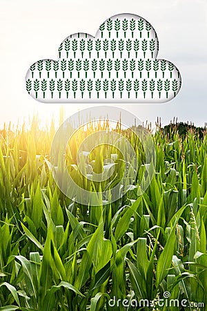 Agritech concept cloud computing in smart agriculture Stock Photo