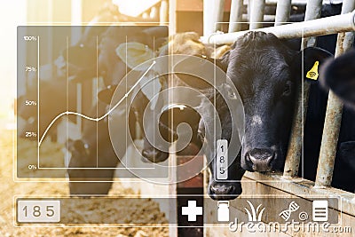 Agritech concept with dairy cows in cowshed with data display Stock Photo