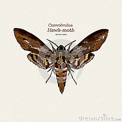 Agrius convolvuli, the convolvulus hawk-moth is a large hawk-moth. hand draw sketch vector Vector Illustration