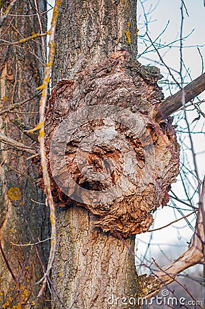 Agrobacterium radiobacter on bark, a unique tree ailment Stock Photo