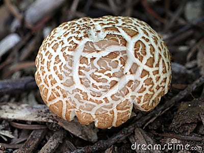 Agrocybe Praecox Mushroom Growing in a Garden Stock Photo