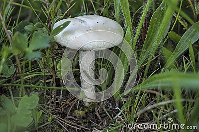 Agrocybe praecox is a species of brown-spored edible mushroom which appears early in the year in woods, gardens and fields Stock Photo