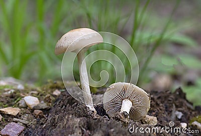 Agrocybe praecox is commonly known as the spring fieldcap, spring agrocybe or early agrocybe Stock Photo