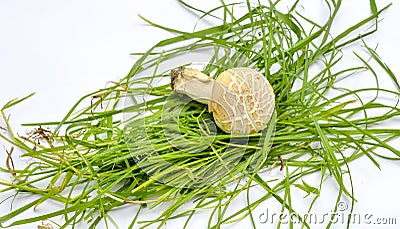 Agrocybe praecox, Spring Fieldcap mushroom Stock Photo