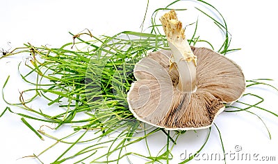 Agrocybe praecox, Spring Fieldcap mushroom Stock Photo