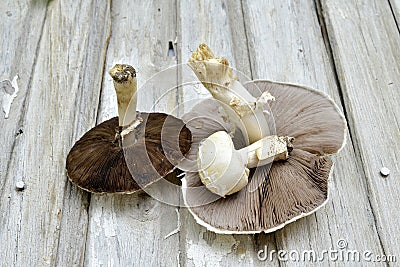 Agrocybe praecox, Spring Fieldcap mushroom Stock Photo