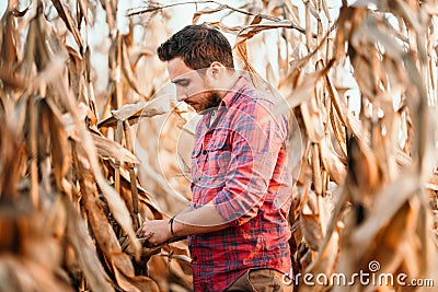 Agronomist checking corn if ready for harvest. Portrait of farmer Stock Photo
