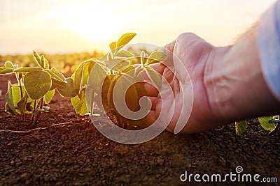 Agronomist checking small soybean plants in cultivated agricultural field Stock Photo