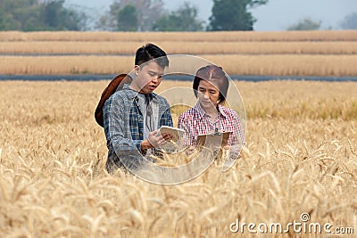 Agronomist and farmer checking data in a wheat field with a tablet and examnination crop Stock Photo