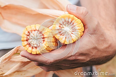 Agronomist holding corn on the cob in the field Stock Photo