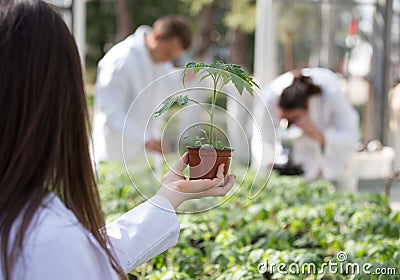 Agronomist holding seedling in flower pot in greenhouse Stock Photo