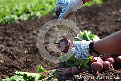 The agronomist measures the beets. Calibration of vegetables. Measurement of the size of the root crop. Harvesting beets Stock Photo