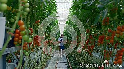 Agronomist researching tablet tomatoes farm production improving production Stock Photo