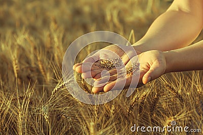 Agronomist stands on a large field at sunset, holding hands to ears of wheat grain. Stock Photo