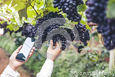 Agronomist Woman winemaker using Smartphone checking grapes in vineyard Stock Photo