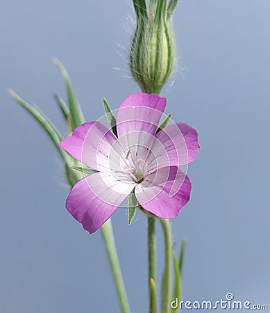 Agrostemma githago (common corncockle) Stock Photo