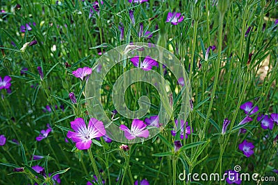 Agrostemma githago, Oxford University Botanic Garden Stock Photo