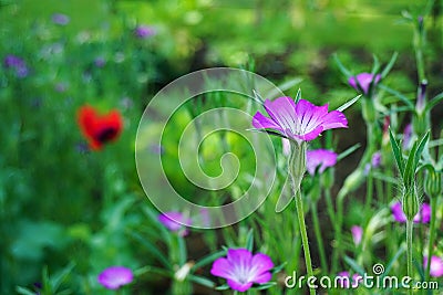 Agrostemma githago, Oxford University Botanic Garden Stock Photo