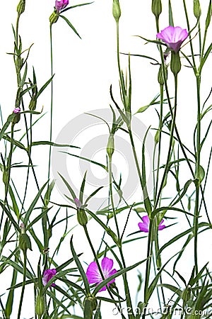 Agrostemma githago is a slender pink flower Stock Photo