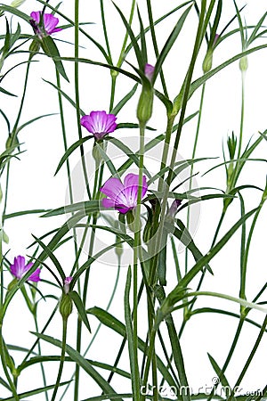 Agrostemma githago is a slender pink flower Stock Photo