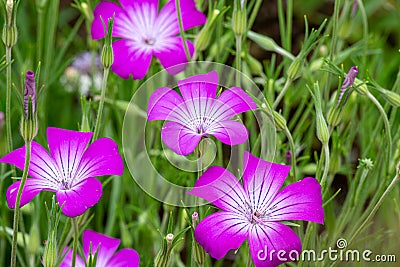 Close up of Agrostemma githago flowers in the garden. Stock Photo