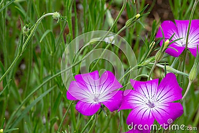 Close up of Agrostemma githago flowers in the garden. Stock Photo