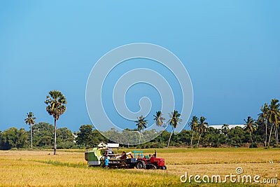 Rice field on blue sky background Stock Photo