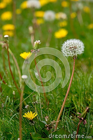 Ahead of its time. Dandelion ready to shed seed Stock Photo