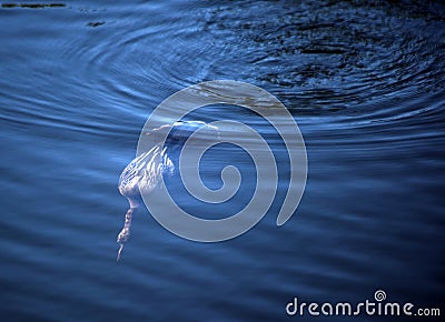 Ahinga Diving Stock Photo