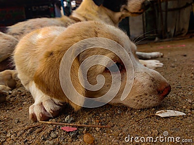 The cutie pup Stock Photo