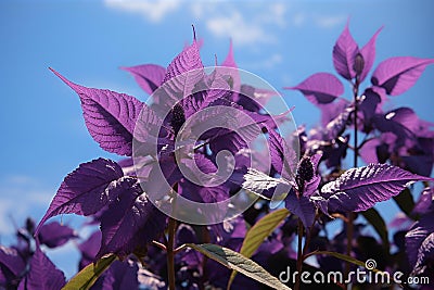 AI-generated illustration of Amaranthus with purple leaves in a garden setting Cartoon Illustration