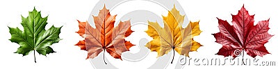 AI generated illustration of vibrant autumnal four fall leaves in various colors Cartoon Illustration