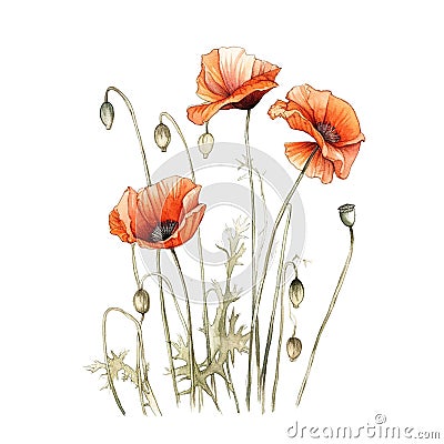AI generated illustration of a vibrant watercolor painting of poppies on a white background Cartoon Illustration