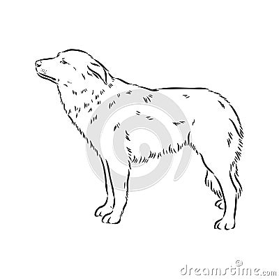 aidi dog, vector sketch outline pencil drawing artwork, black character on white background Vector Illustration