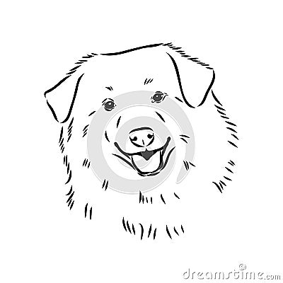 aidi dog, vector sketch outline pencil drawing artwork, black character on white background Vector Illustration