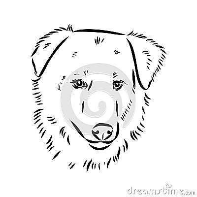 aidi dog, vector sketch outline pencil drawing artwork, black character on white background Vector Illustration