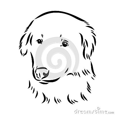 aidi dog, vector sketch outline pencil drawing artwork, black character on white background Vector Illustration