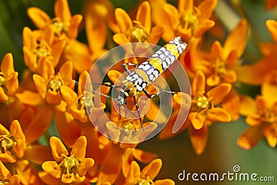 Ailanthus webworm, Atteva aurea Stock Photo