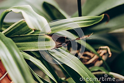 ailment on dry leaves of chlorophytum close-up. Stock Photo