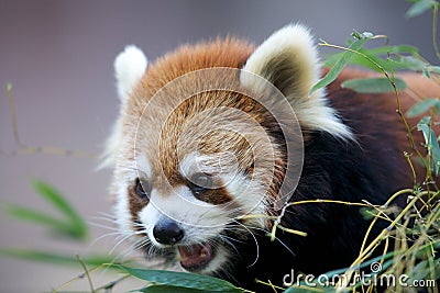 Ailurus fulgens Stock Photo