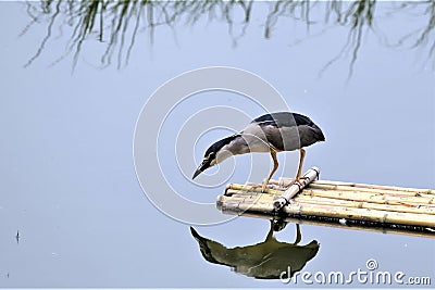 Aiming at fish, a night heron is ready to jump into the water to get fish. Stock Photo