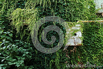 Air conditioner heat pump external unit covered in creeping plant Stock Photo