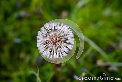 Air dandelions on a green field. Spring Stock Photo