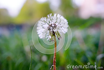 Air dandelions on a green field. Spring Stock Photo
