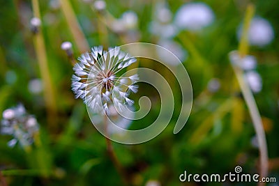 Air dandelions on a green field. Spring Stock Photo