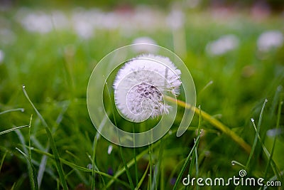 Air dandelions on a green field. Spring Stock Photo