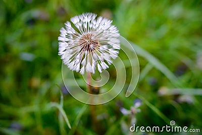 Air dandelions on a green field. Spring Stock Photo