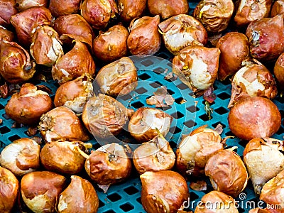 Air dried garlic Stock Photo