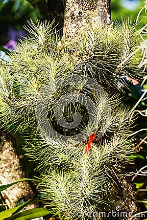 Air plant with red flower, Tillandsia funckiana, on tree Stock Photo